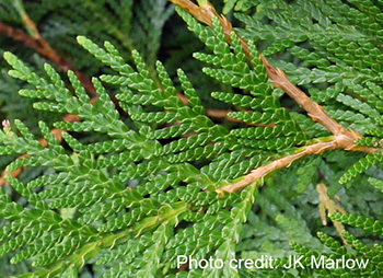 Flat Cedar Leaf