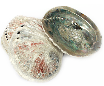 Midas / South African Abalone Shell 