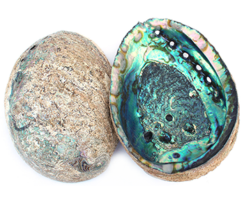 Natural Blue/Green Abalone Shell
